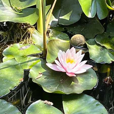 Le Chene Et L'eau Рокбрюн-сюр-Аржан